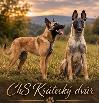 Belgický ovčák malinois