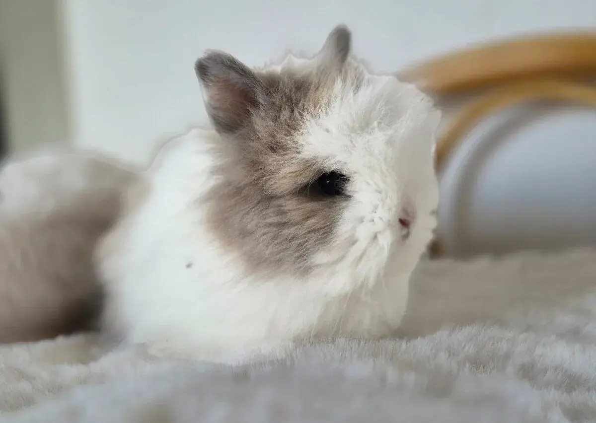 Zakrslý králík Teddy