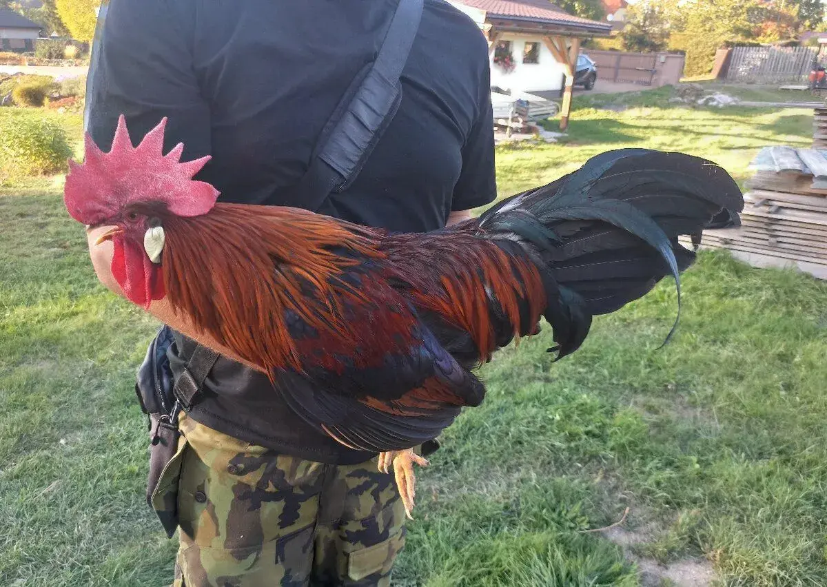 Vlaška koroptví - Kohout