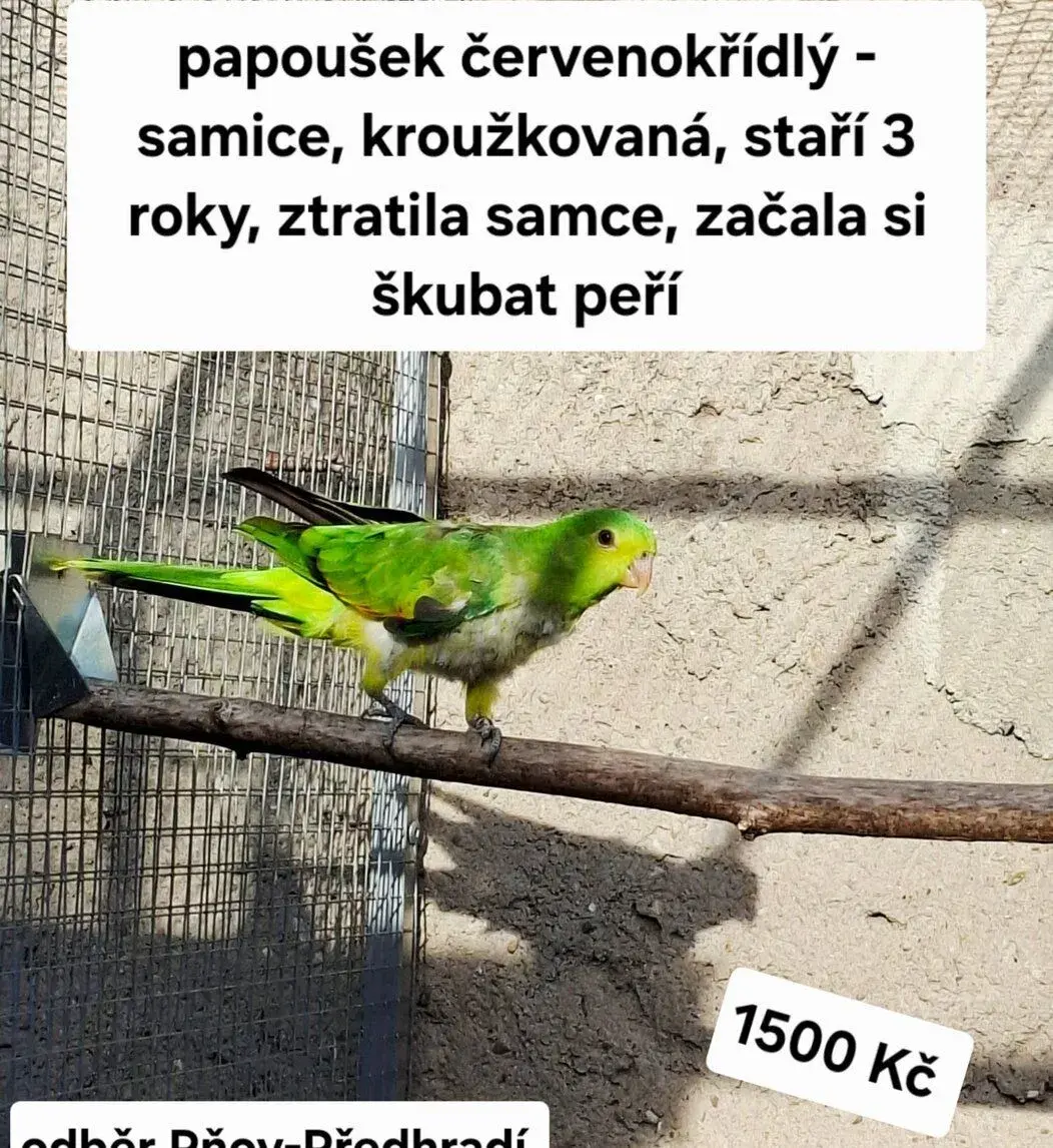 Papoušek červenokřidlý - samice