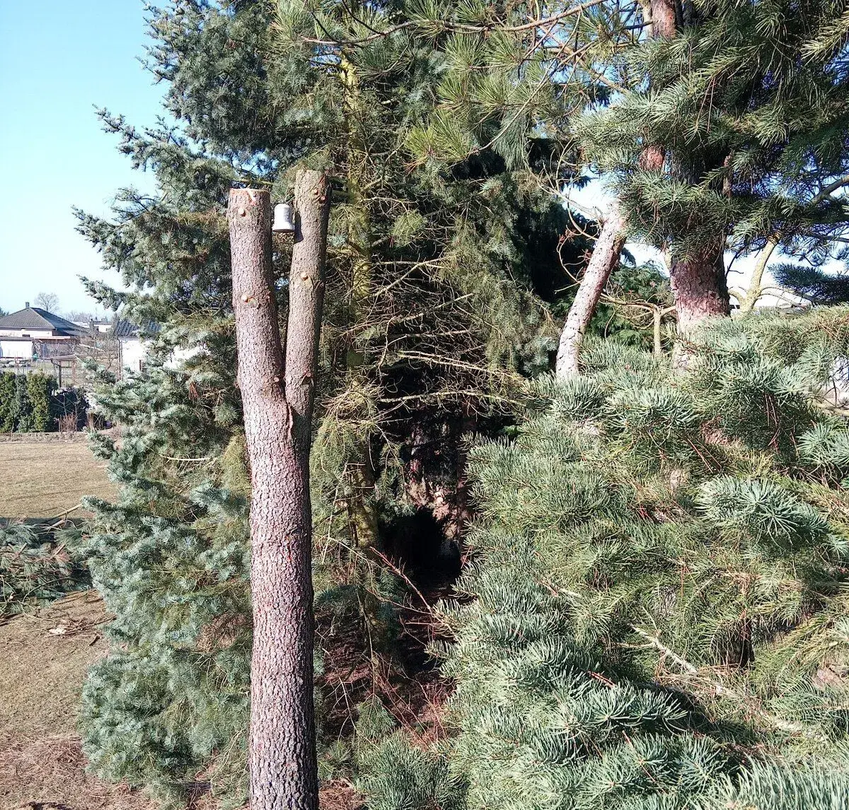Rozdvojený kmen Jeffreyovy borovice, výška 4,5 m.