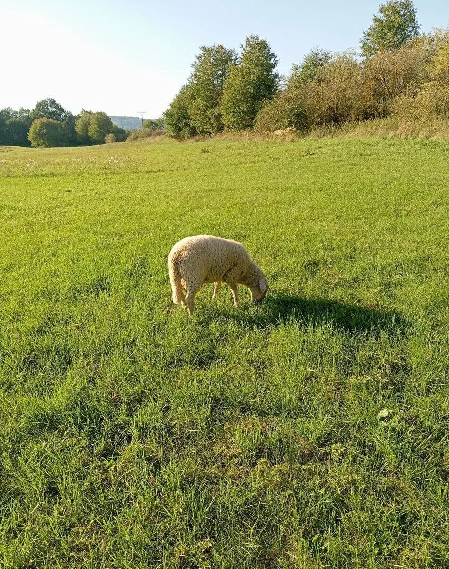 Jehňata