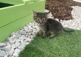 🐾 Koťátka hledají nový domov – darujeme