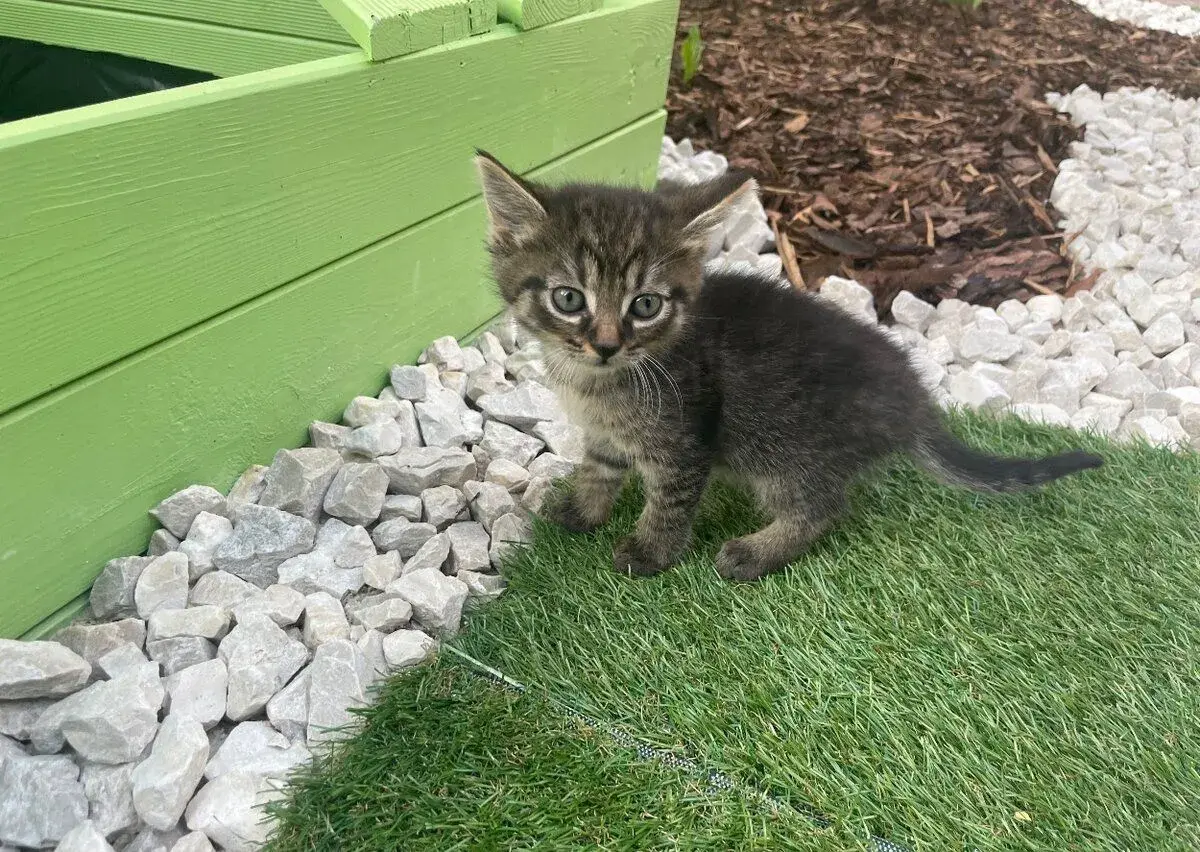 🐾 Koťátka hledají nový domov – darujeme