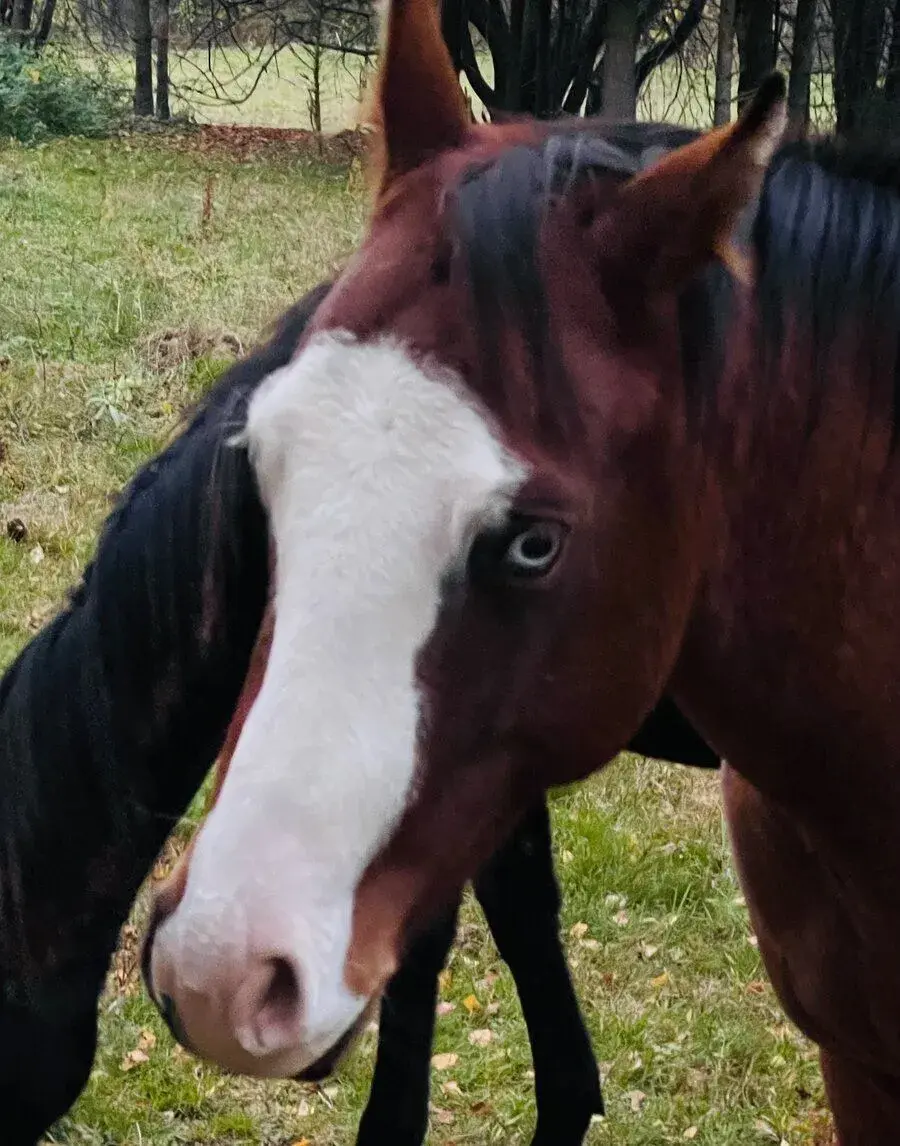 Valach QH vhodný do sportu