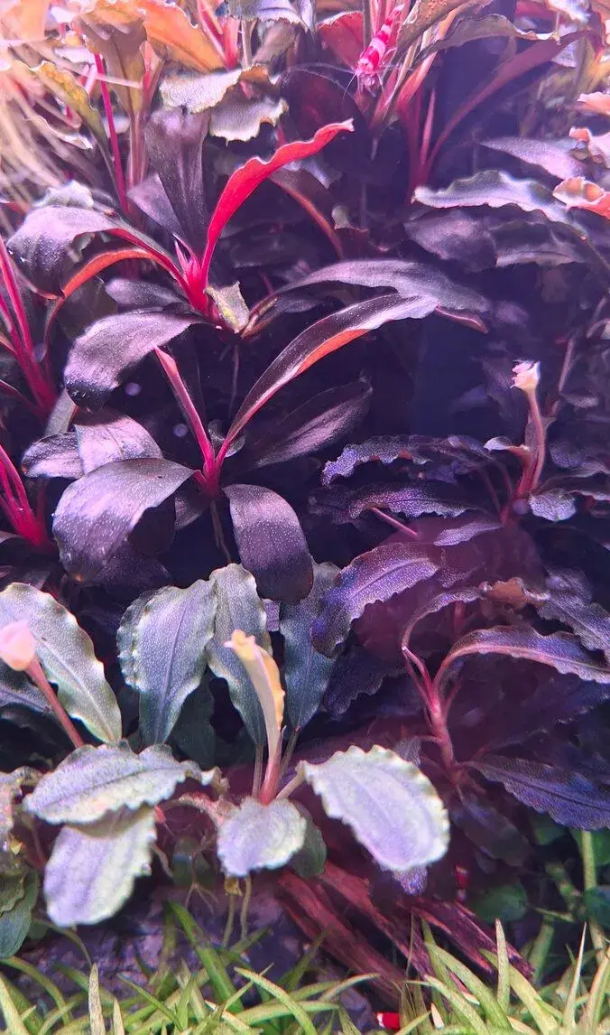 Bucephalandra mix