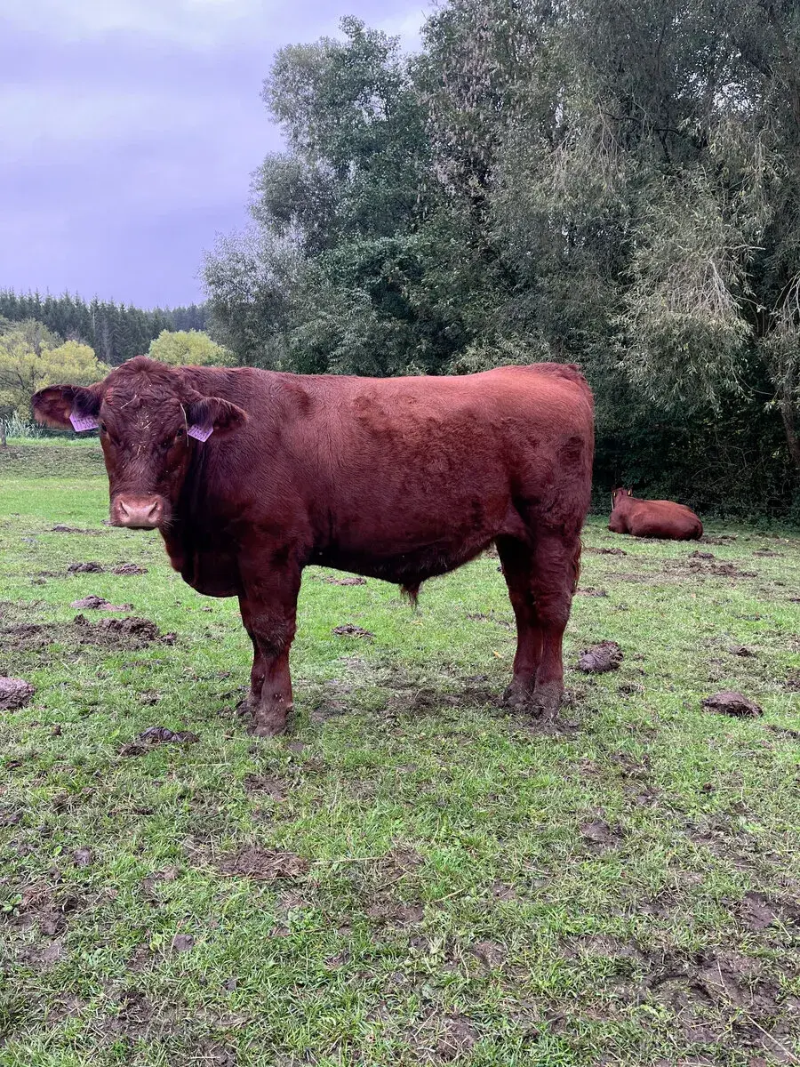 Býk zástav Aberdeen angus red - bio