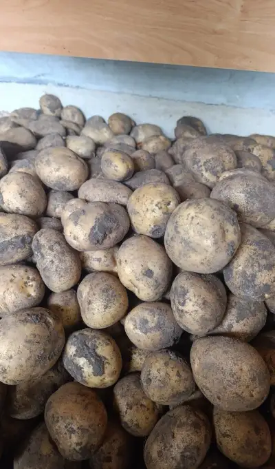 Brambory na prodej – 10 Kč/kg