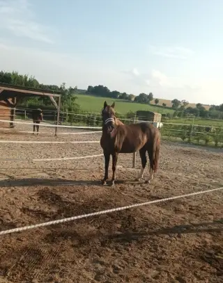 Pony B