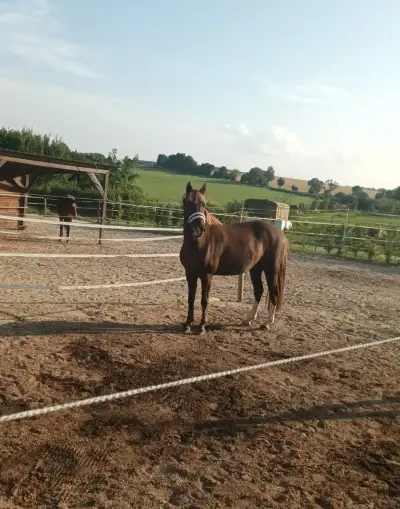 Pony B