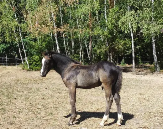 Krásný černý welsh pony of cob type hřebeček
