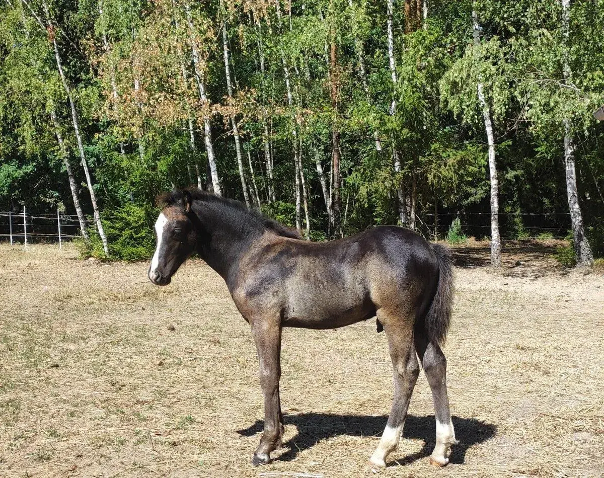 Krásný černý welsh pony of cob type hřebeček