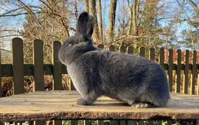 Vídeňský modrý králík - samci