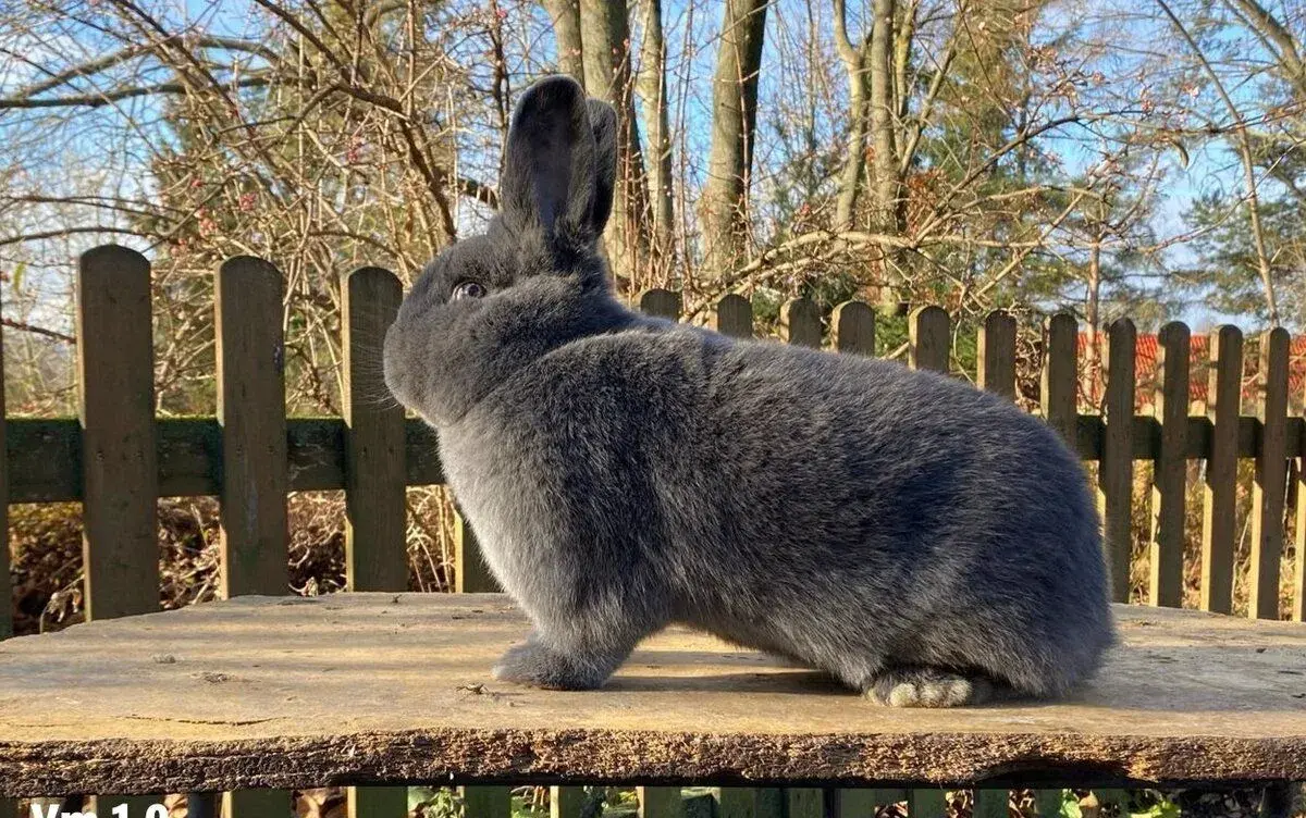 Vídeňský modrý králík - samci