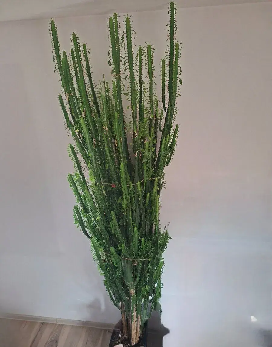 Pryšec trojúhelníkový (Euphorbia trigona)