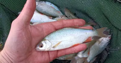 Plotice 15-20cm, nástražní rybky