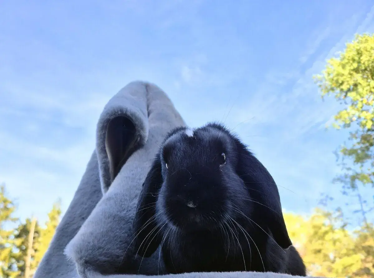 Minilop zakrslý králík, beránek, samička 8