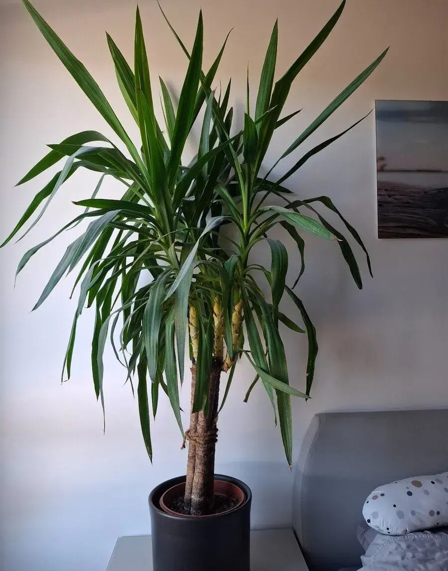 Juka, cca.150 cm