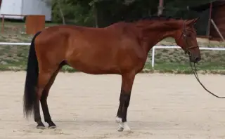 Drezúrny valach