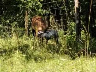 Kamerunská ovce, jehňata vhodná do chovu i na maso
