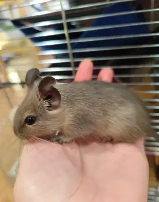 Osmák degu