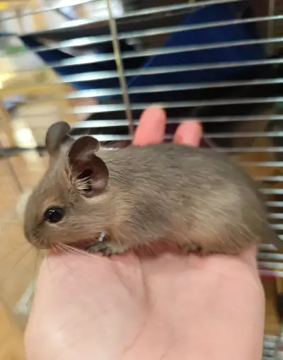 Osmák degu