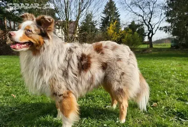 Miniaturní americký ovčák Mini Aussie MAS ke krytí
