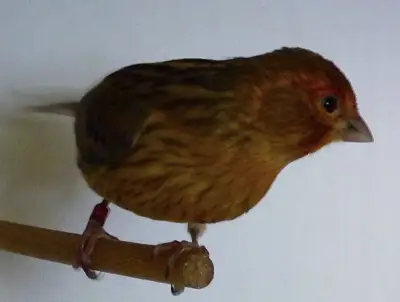 Kanar