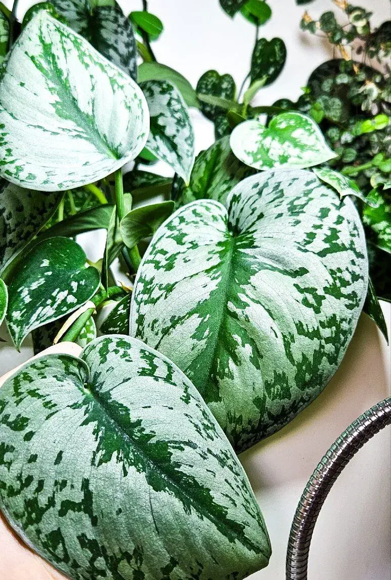 Scindapsus exotica