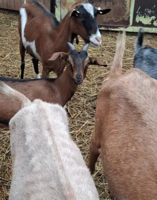 Kůzlata-kozičky