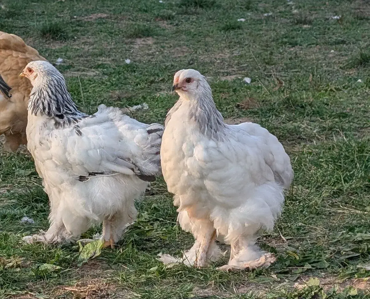 2 slepičky brahmánky Bílé kolumbijské (modrá a černá)