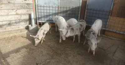 Selata, sele, prase z domácího chovu.