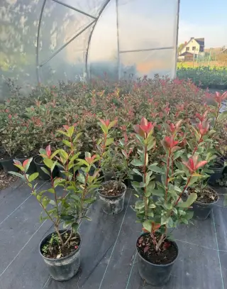Blýskavka red robin 40-60 cm