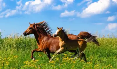 Welsh pony, sekce B