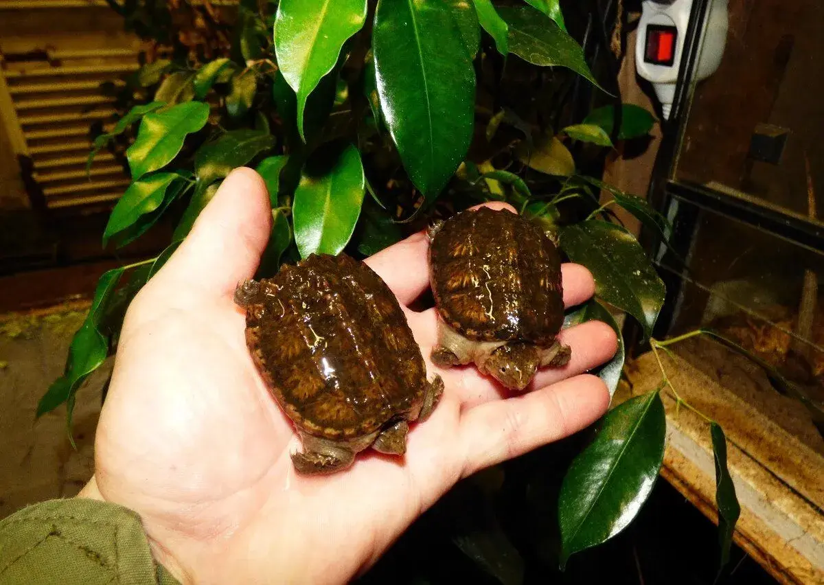 Kajmanka dravá (Chelydra serpentina)