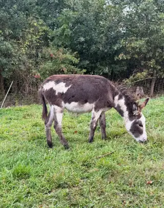 Osel, kobylka, strakatá