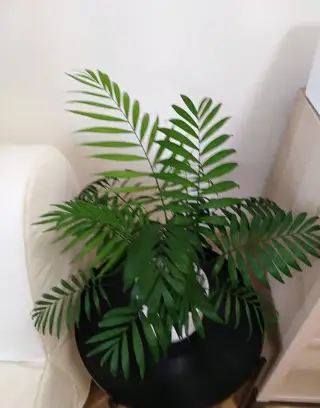 PALMA HORSKÁ - Chamaedorea elegans