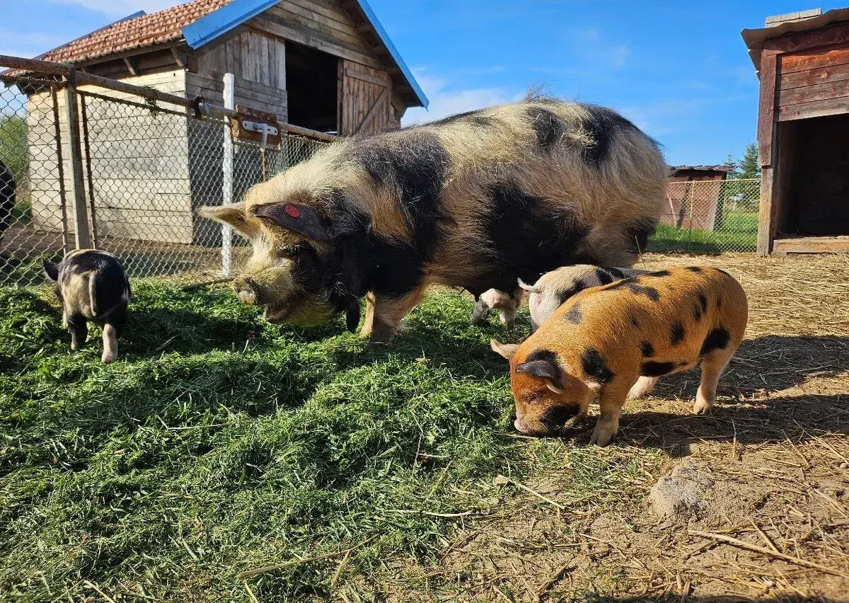 Kune kune s PoP i bez