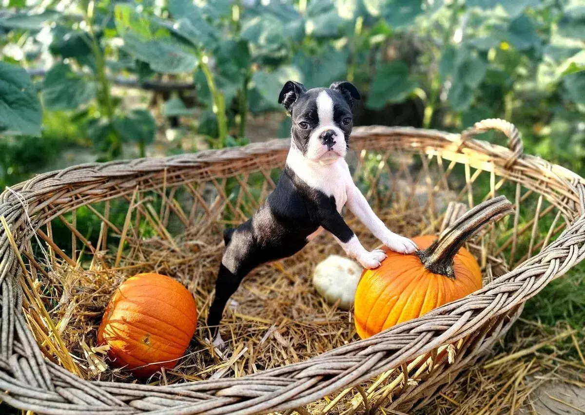 Bostonsky terrier Boston terrier s PP