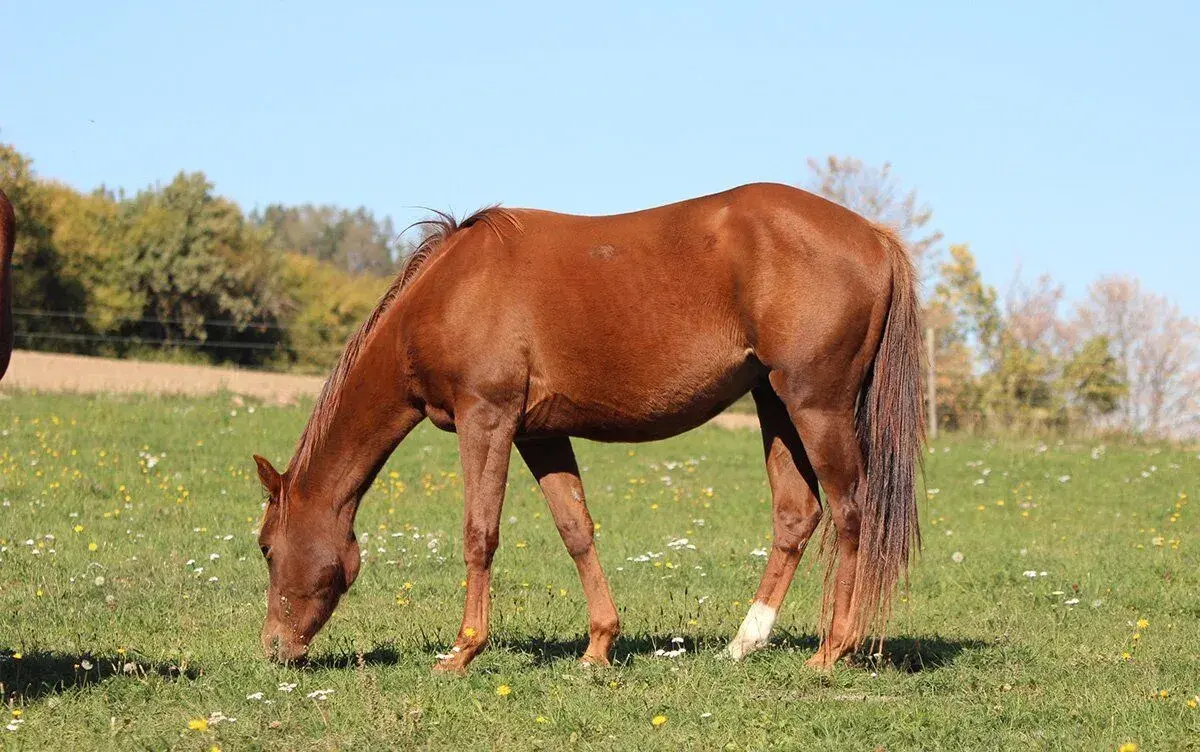 QH valach
