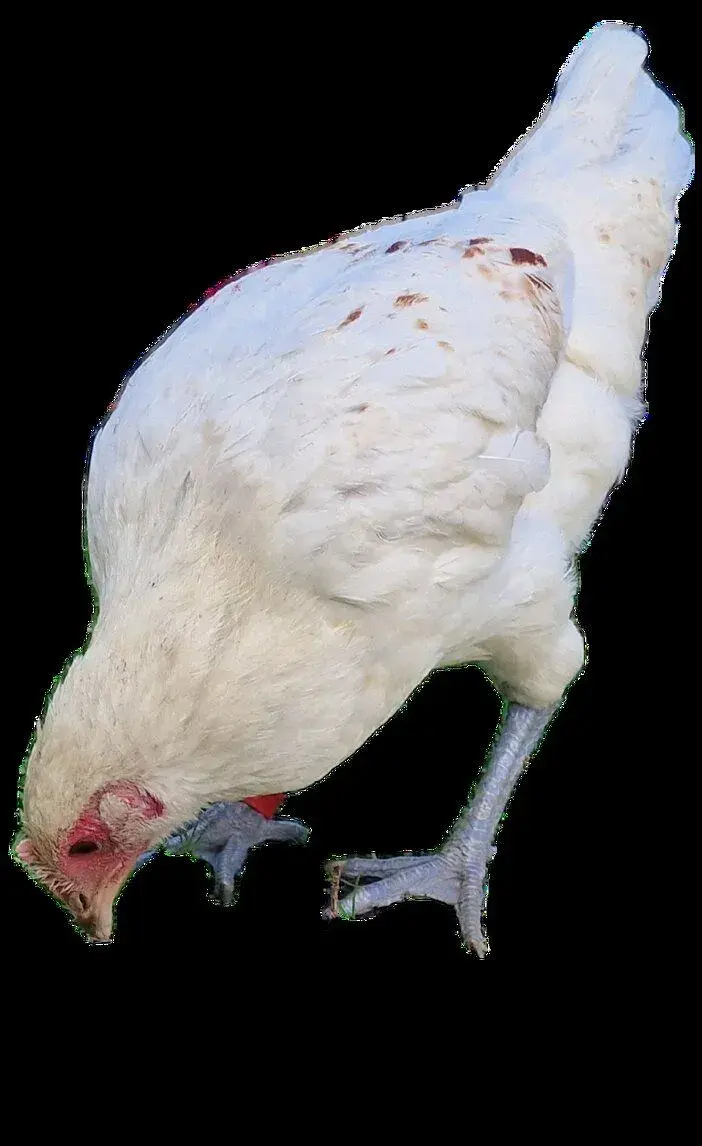 Kuřice