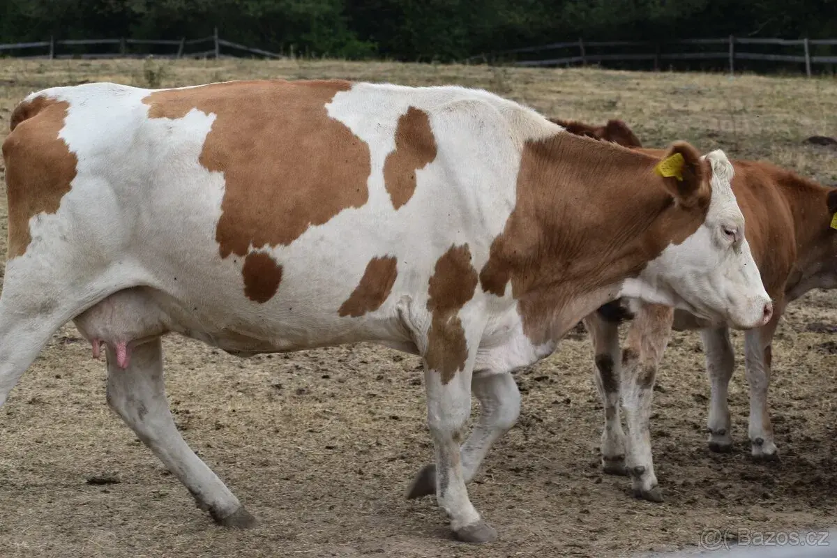 3 březí krávy ČESTR po 1.teleti