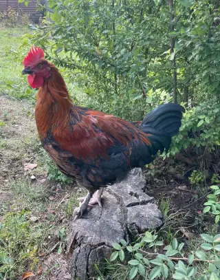 Kohouti kříženci Brahmánky i čistokrevní Maransky