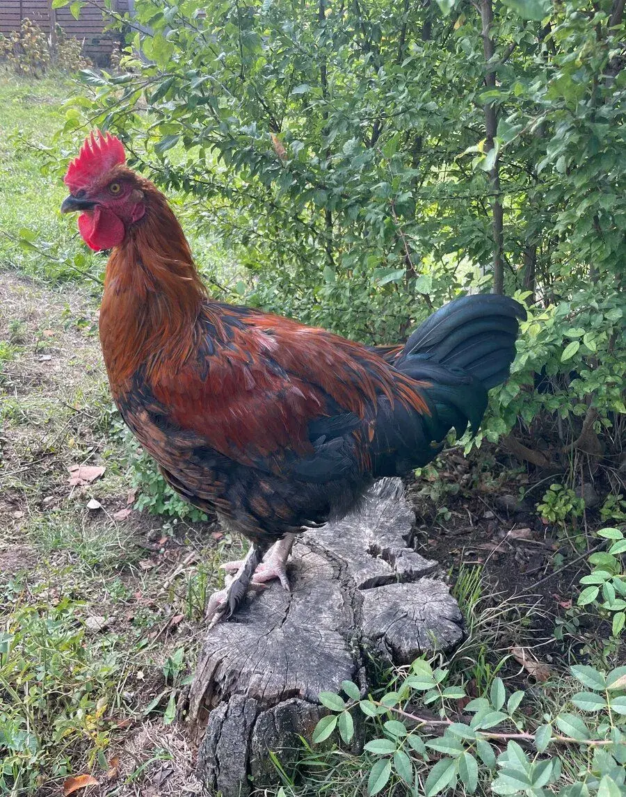 Kohouti kříženci Brahmánky i čistokrevní Maransky