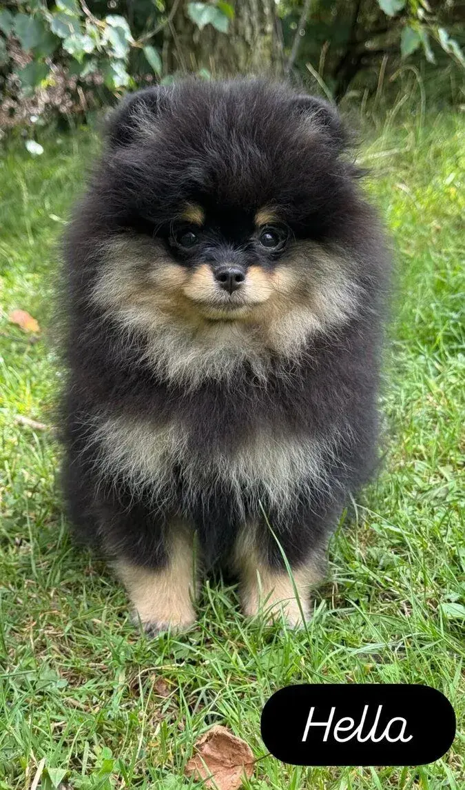Pomeranian