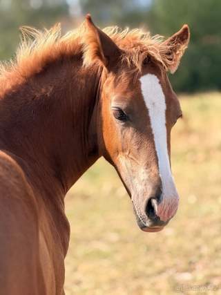 Welsh Cob klisnička