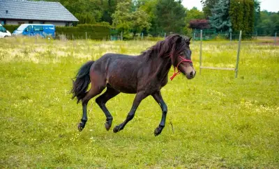 Pony hřebečka