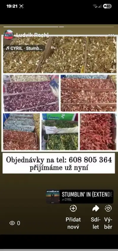 Vánoční jmelí
