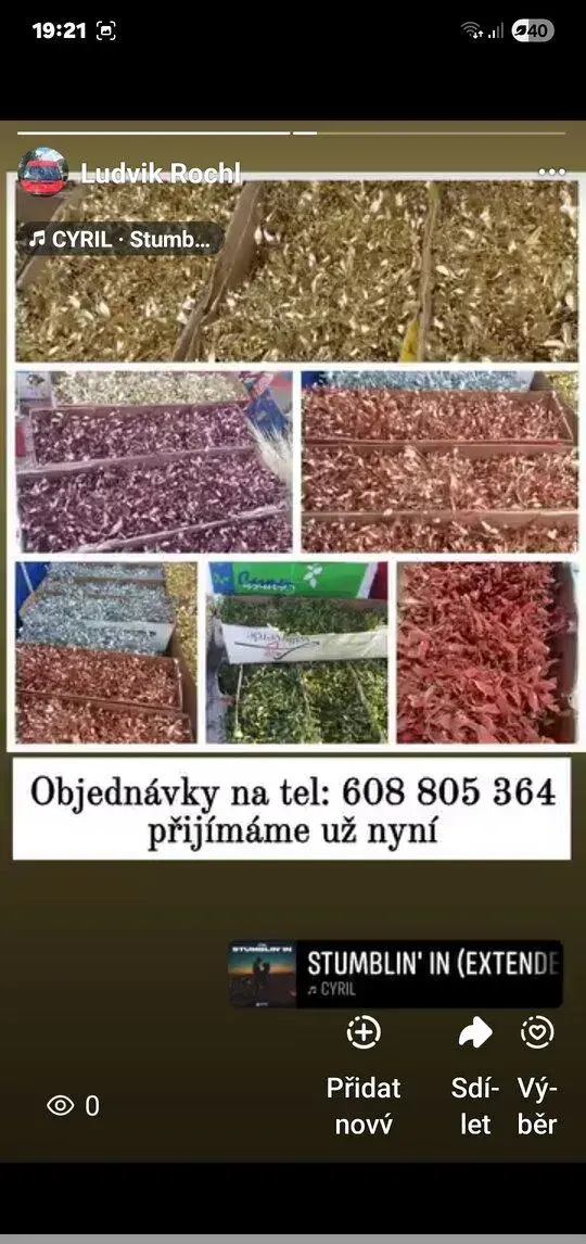 Vánoční jmelí
