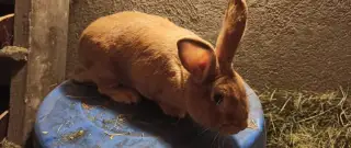 Burgundský králík